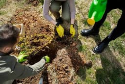 Planting trees and shrubs